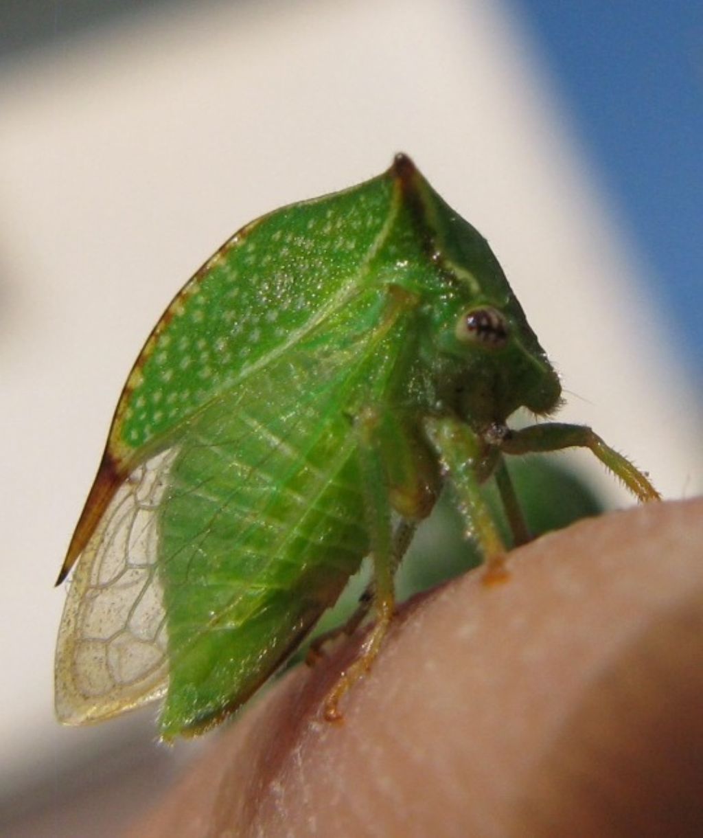 Coccinellidae: Cryptolaemus montrouzieri