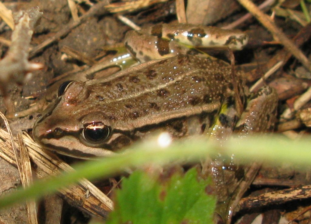 rana a Cuma - Pelophylax sp.