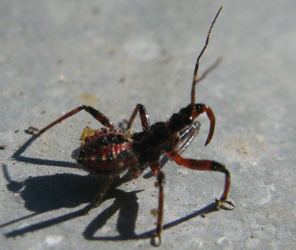 Giovane Nabidae? No. Reduviidae; Rhynocoris sp.