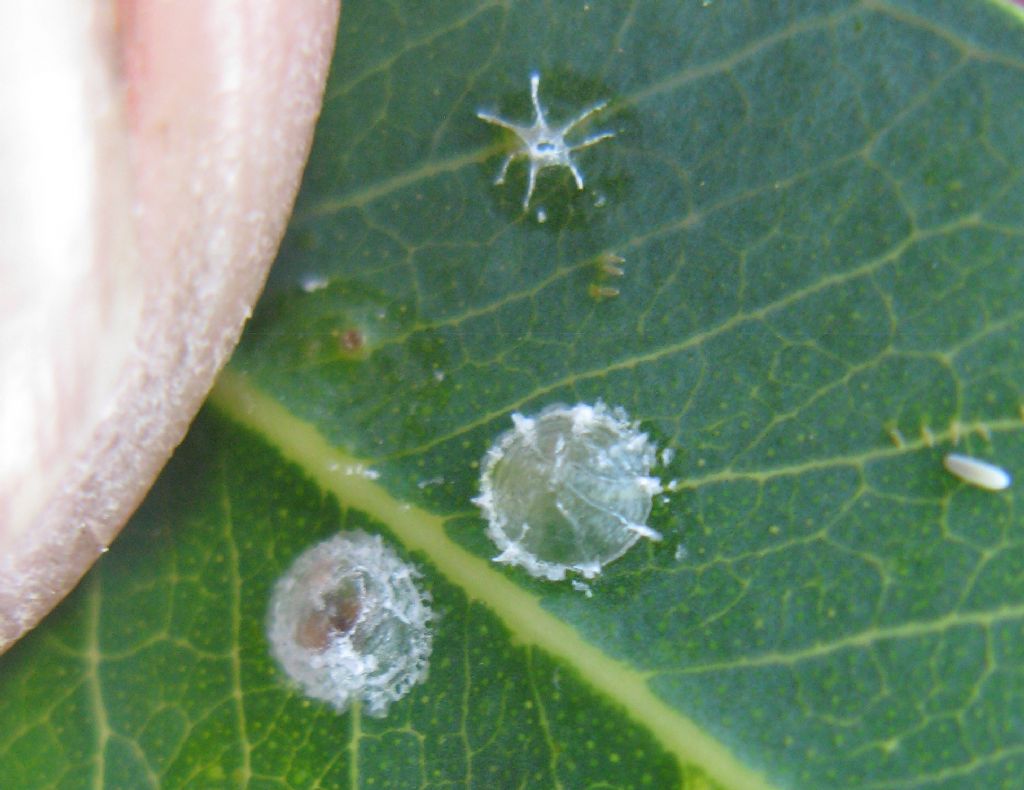 Giovani di psilla dell''eucalipto; Glycaspis brimblecombei