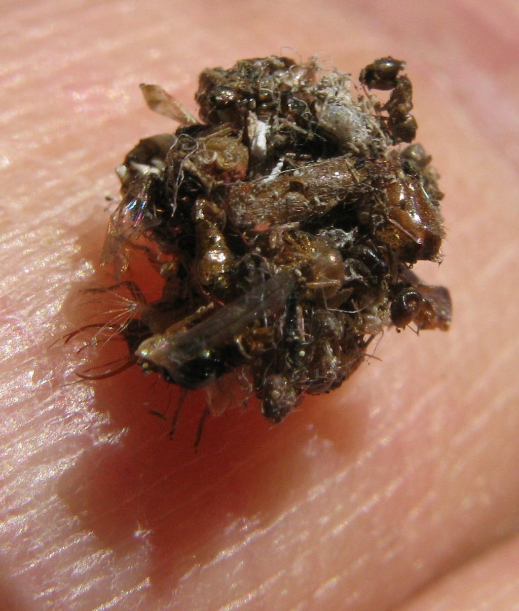 raccolta indifferenziata, i vantaggi..