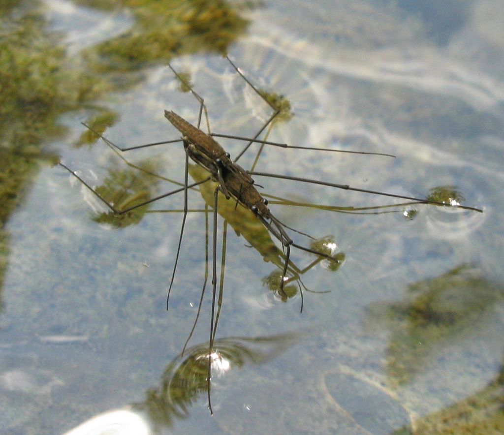 Posso farlo anche senza mani
