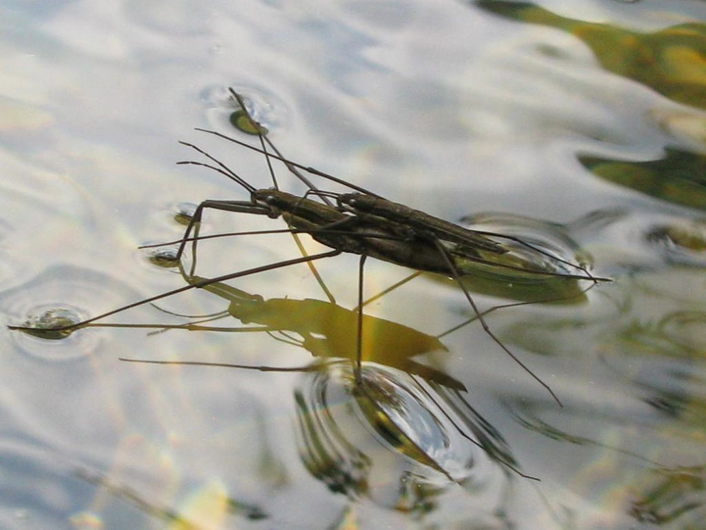 Posso farlo anche senza mani