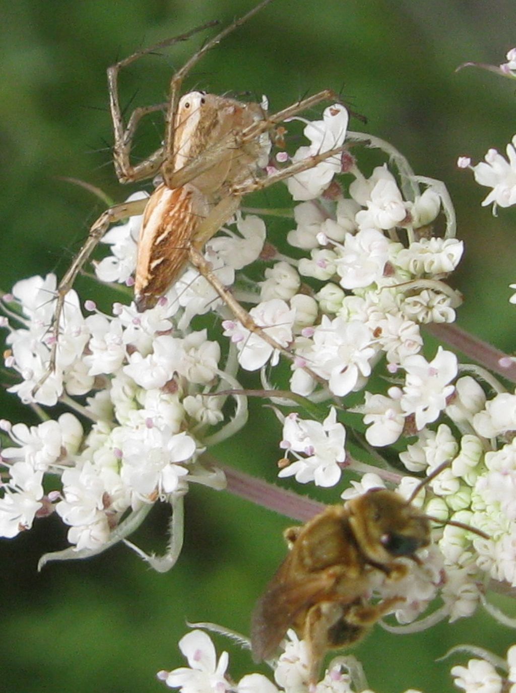 una telefonata allunga la vita ?