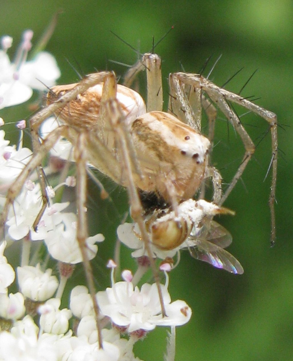 una telefonata allunga la vita ?