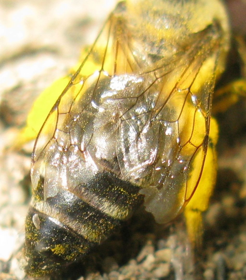 Colletes sp.