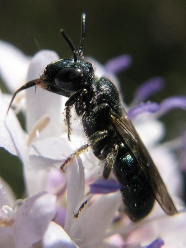 maschio ed femmina di Ceratina cucurbitina + Euceratina sp.
