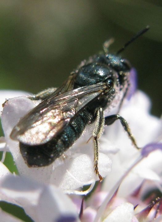 maschio ed femmina di Ceratina cucurbitina + Euceratina sp.