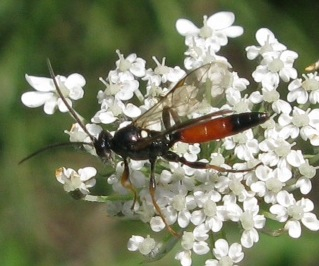 ichneumonidae ?