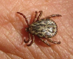 Probabile Dermacentor sp. (maschio?) - Chianti)
