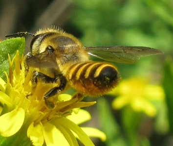 Megachile sp. coperto di polline