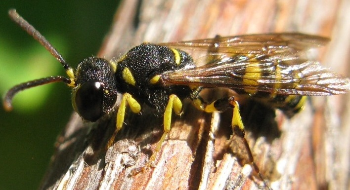 Cerceris quadricincta, Crabronidae