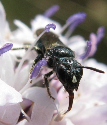 maschio ed femmina di Ceratina cucurbitina + Euceratina sp.