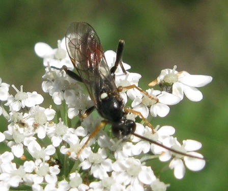 ichneumonidae ?