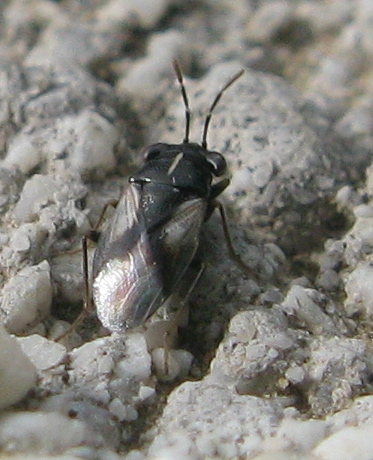 Pachytomella ? No, Geocoris lineola (Lygaeidae) di Napoli