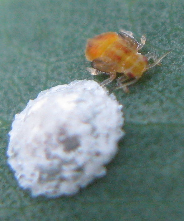Giovani di psilla dell''eucalipto; Glycaspis brimblecombei