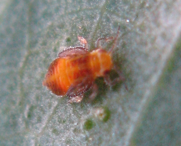 Giovani di psilla dell''eucalipto; Glycaspis brimblecombei