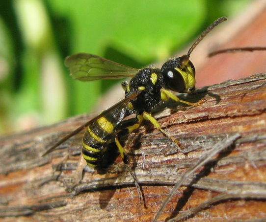 Cerceris quadricincta, Crabronidae