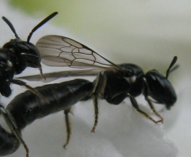 maschio ed femmina di Ceratina cucurbitina + Euceratina sp.