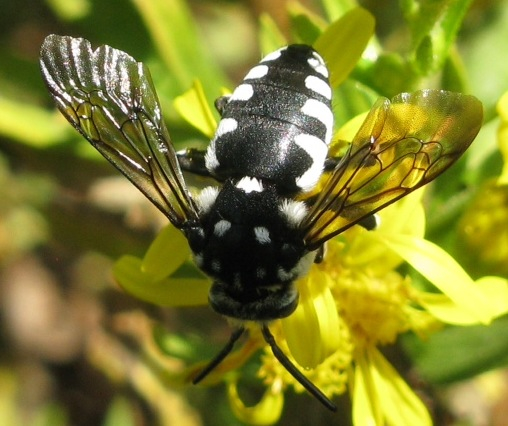 Thyreus sp. ?