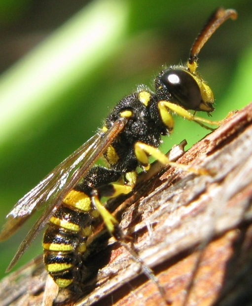 Cerceris quadricincta, Crabronidae