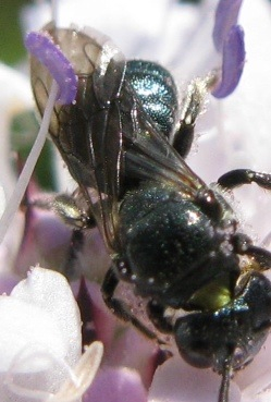 maschio ed femmina di Ceratina cucurbitina + Euceratina sp.