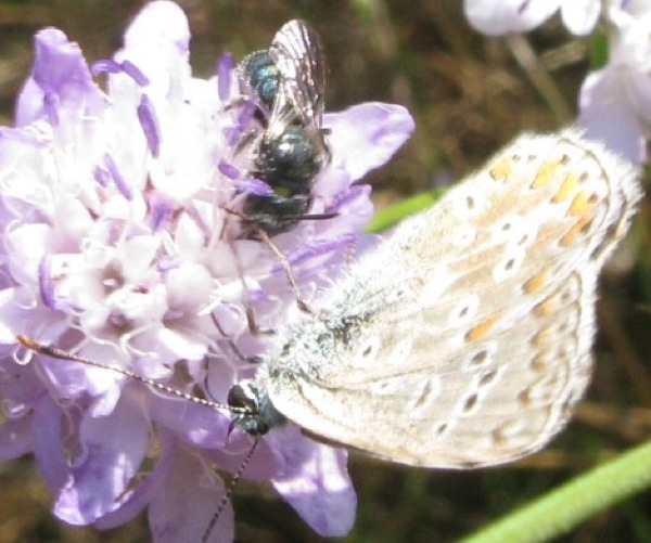 maschio ed femmina di Ceratina cucurbitina + Euceratina sp.