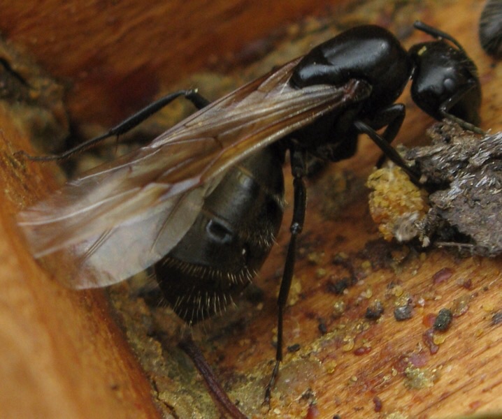 Regina di Camponotus vagus, Formicidae