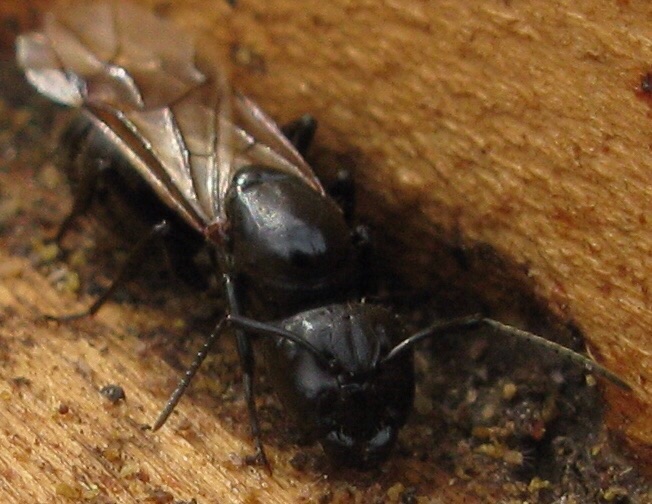 Regina di Camponotus vagus, Formicidae