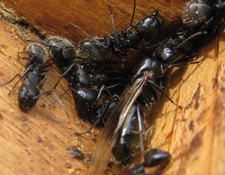 Regina di Camponotus vagus, Formicidae