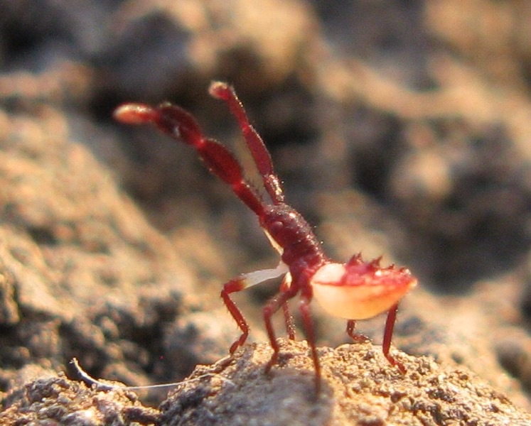 Coreidae:Gonocerus sp.