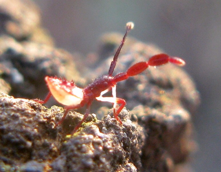 Coreidae:Gonocerus sp.