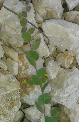 trovata tra sassi - Kickxia spuria