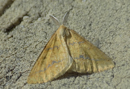 falena da determinare - Aspitates (Napuca) ochrearia, Geometridae