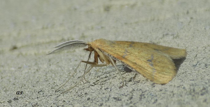 falena da determinare - Aspitates (Napuca) ochrearia, Geometridae