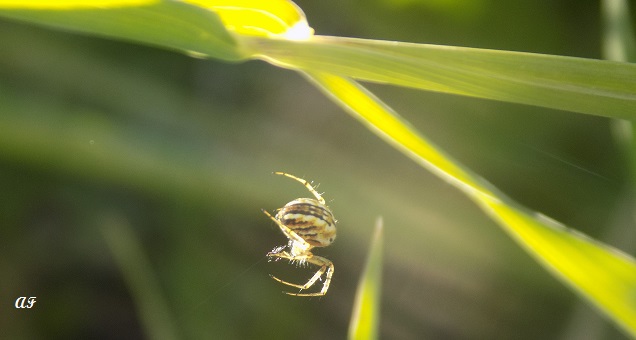 Mangora acalypha - Benevento