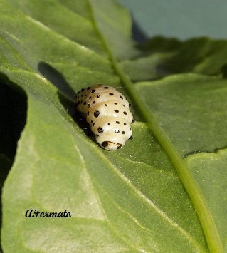Larva di coleottero?
