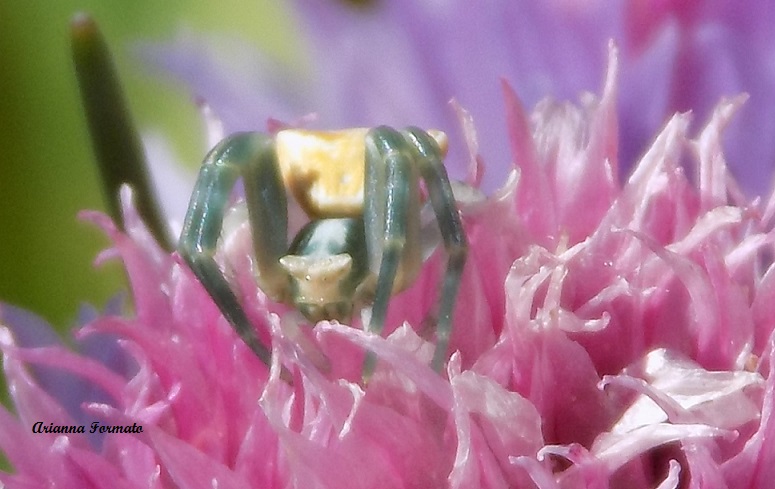 Thomisidae?  S, Thomisus onustus - Benevento