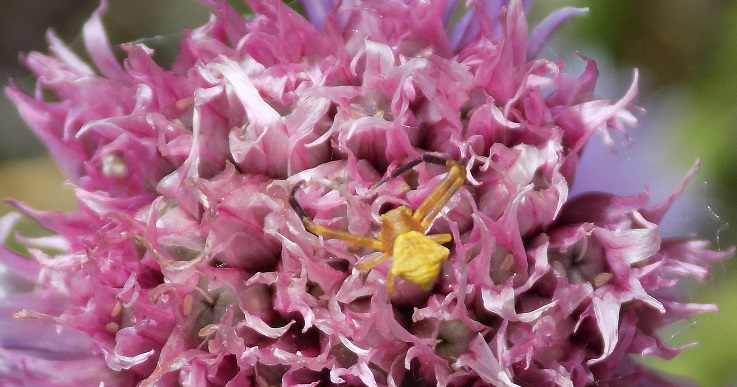 Thomisidae?  S, Thomisus onustus - Benevento