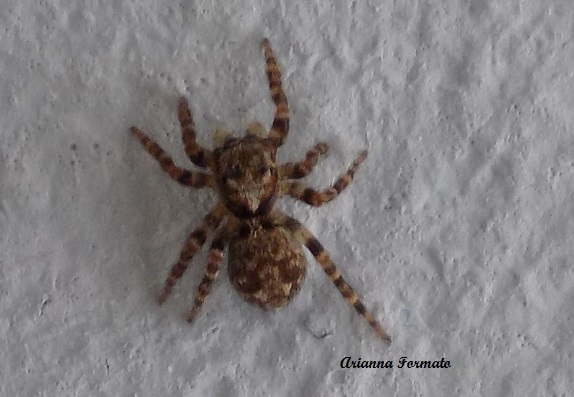 Salticidae: cfr. Pseudeuophris sp. - Benevento