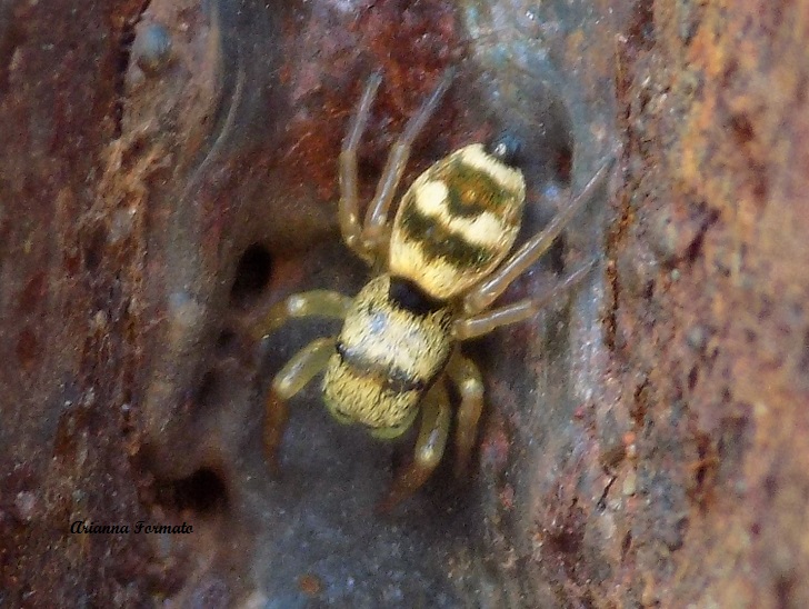 Heliophanus cfr. tribulosus, maschio subadulto