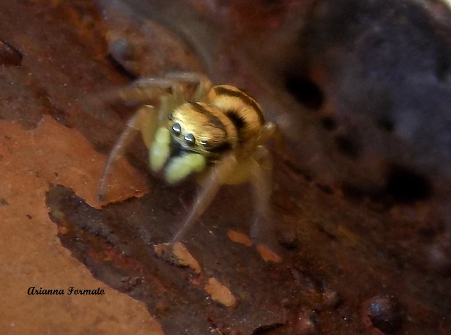 Heliophanus cfr. tribulosus, maschio subadulto