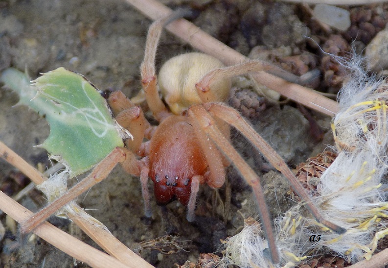 Cheiracanthium sp. - Benevento (BN)