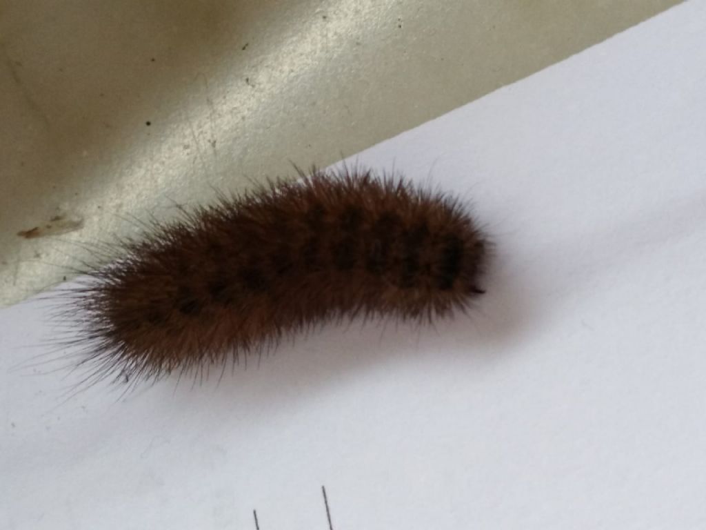 Identificazione bruco: cfr. Phragmatobia fuliginosa - Erebidae Arctiinae
