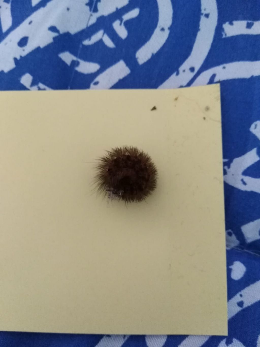 Identificazione bruco: cfr. Phragmatobia fuliginosa - Erebidae Arctiinae