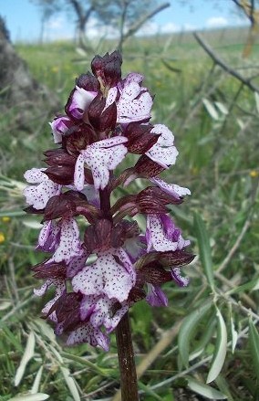 info su orchis purpurea