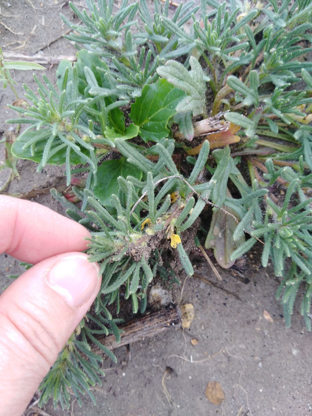 Ajuga chamaepitys (Lamiaceae)