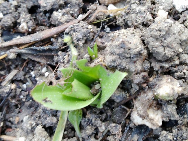 Rosetta di orchis purpurea? Ulivo espiantato