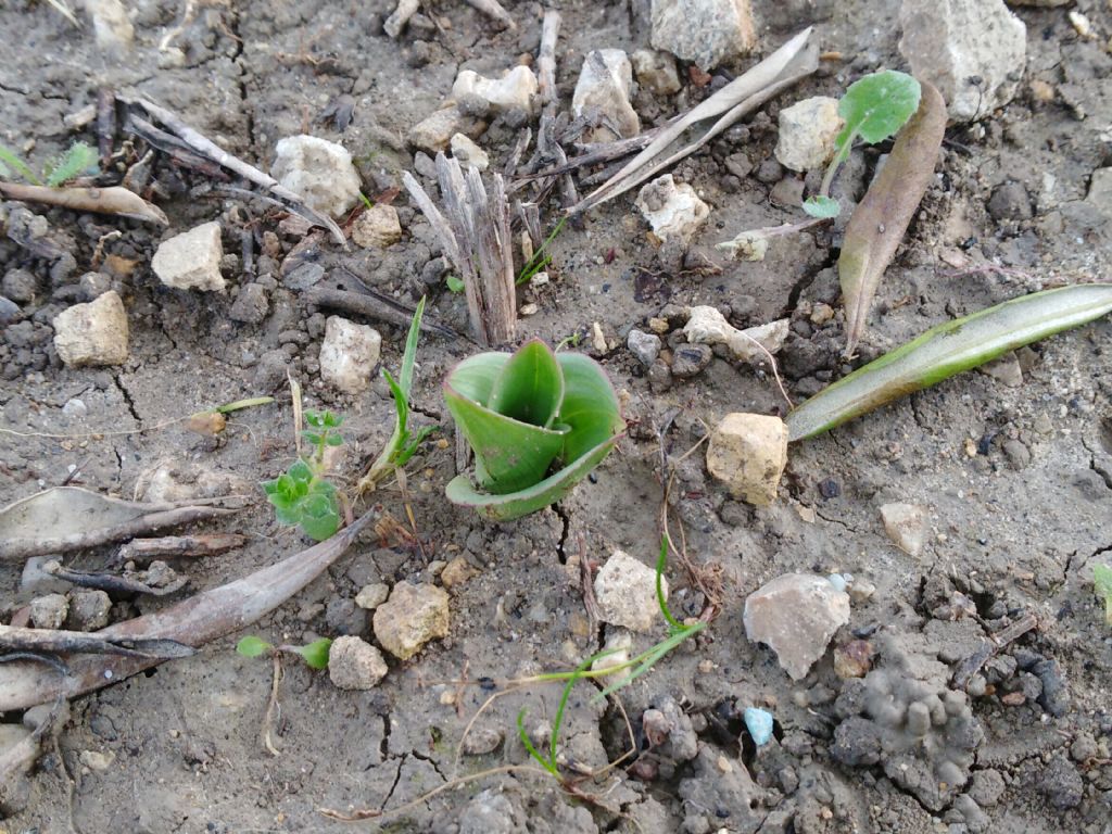 Rosette di orchis?