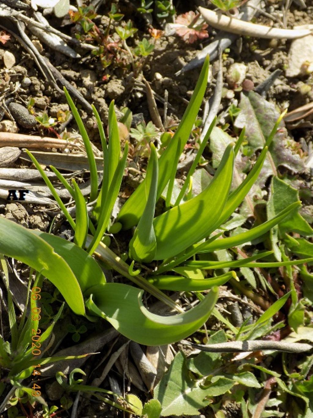 Colchicum sp.
